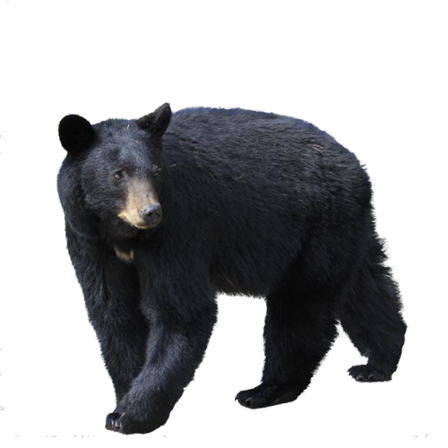 Black Bear PNG Image