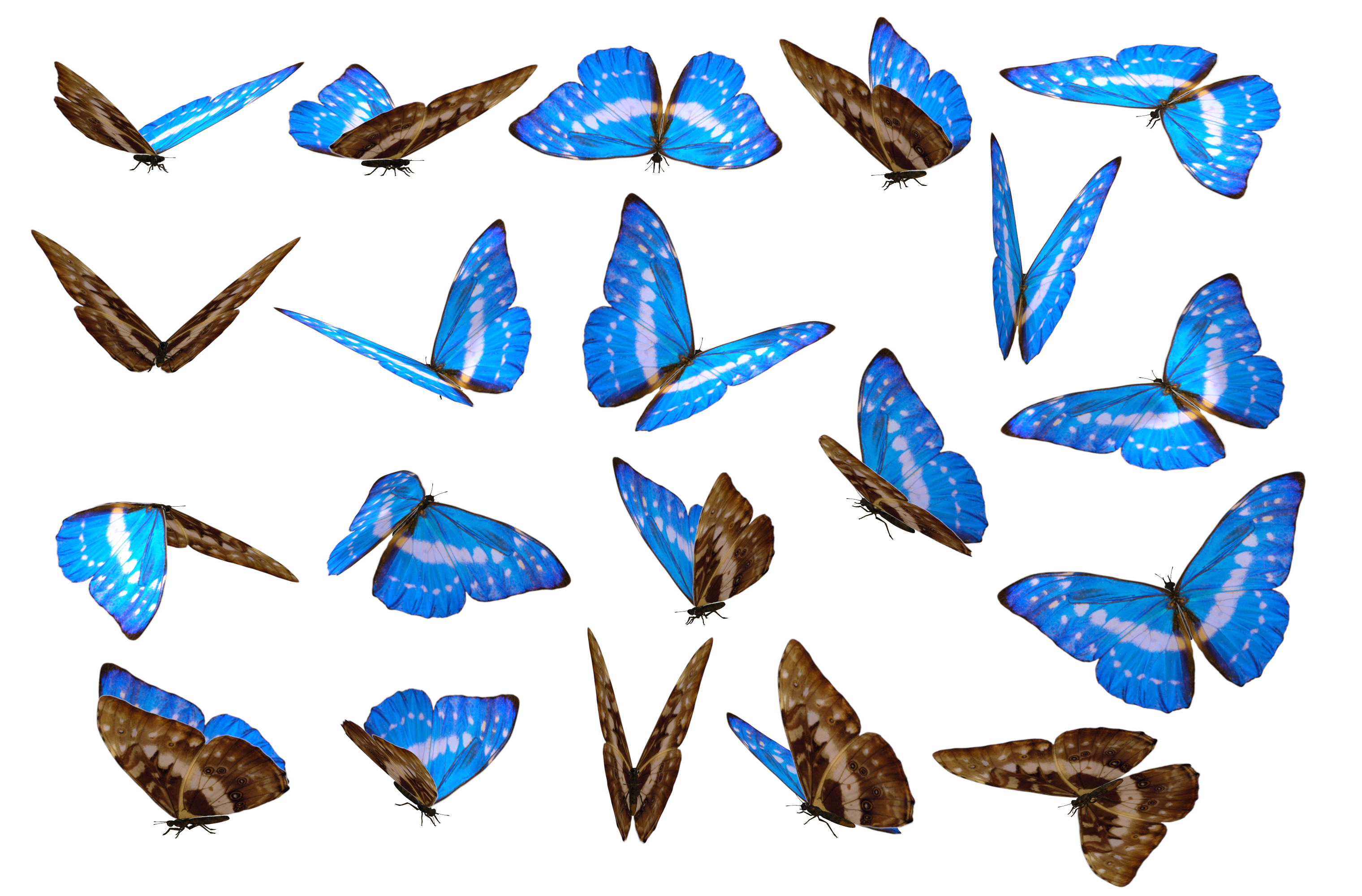 Butterflies PNG Image