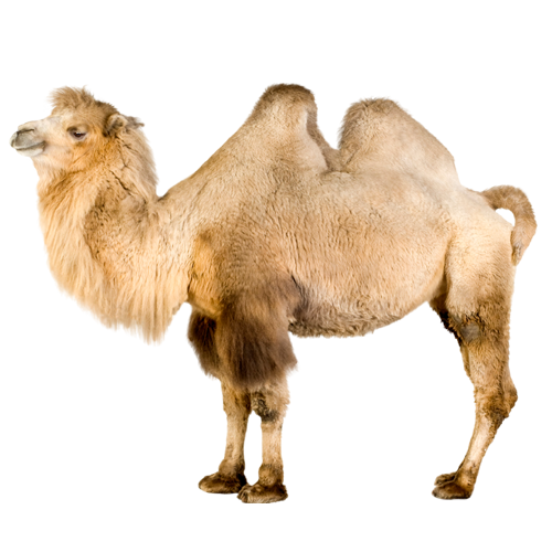Camel  PNG Image