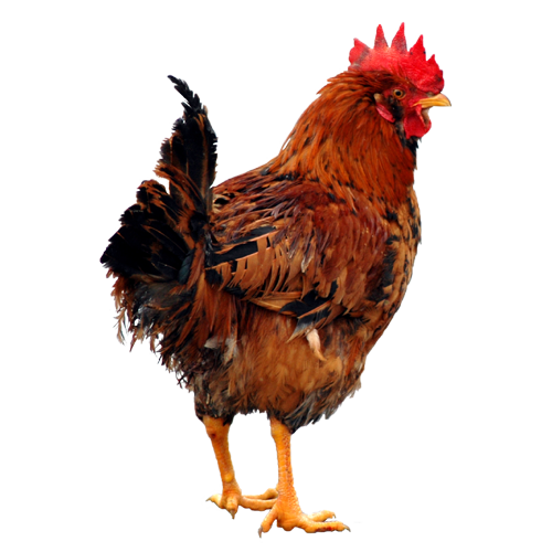 Chicken PNG Image