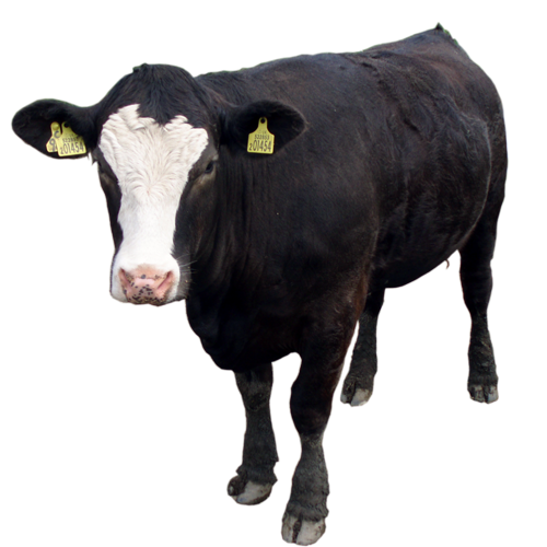 Black Cow PNG Image