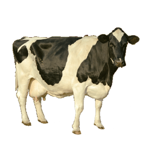 Cow PNG Image
