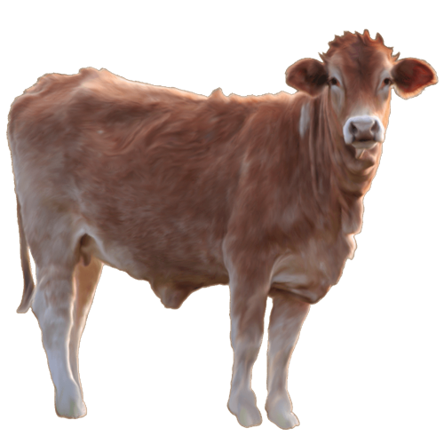 Cow PNG Image