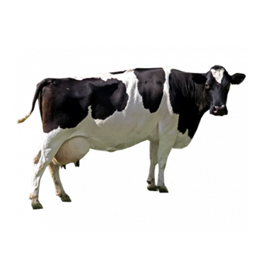 Black White Cow PNG Image