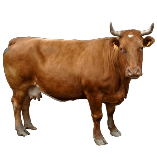 Brown Cow PNG Image