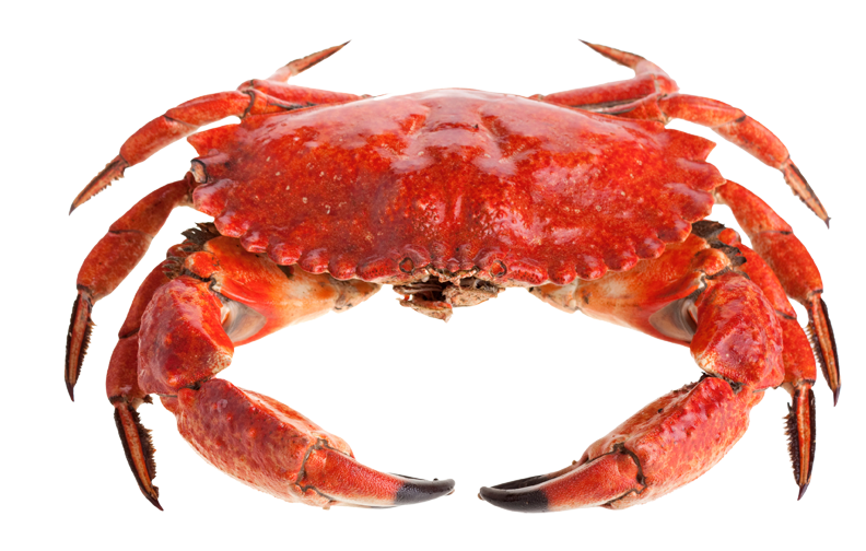 Red Crab PNG Image