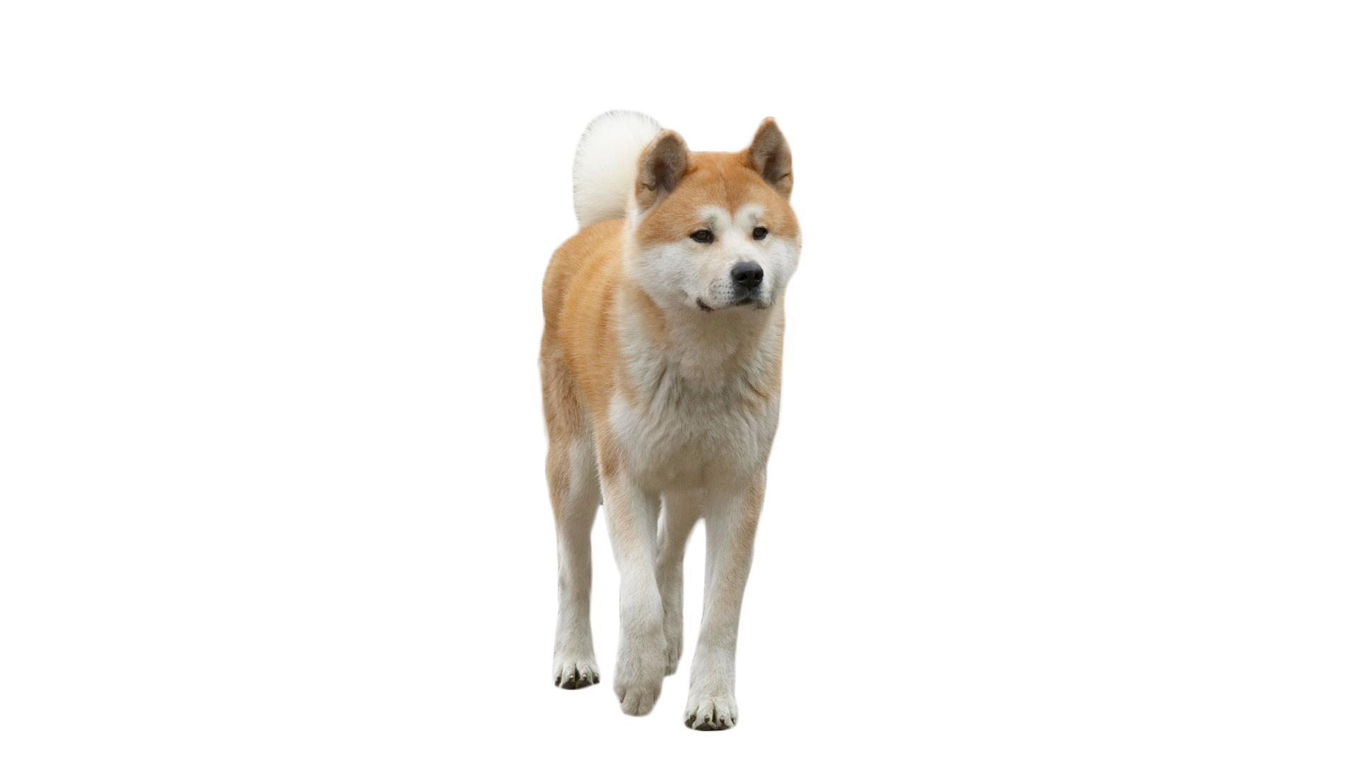 Hachiko the Dog PNG Image