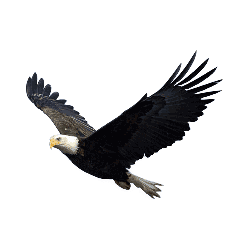 Eagle PNG Image