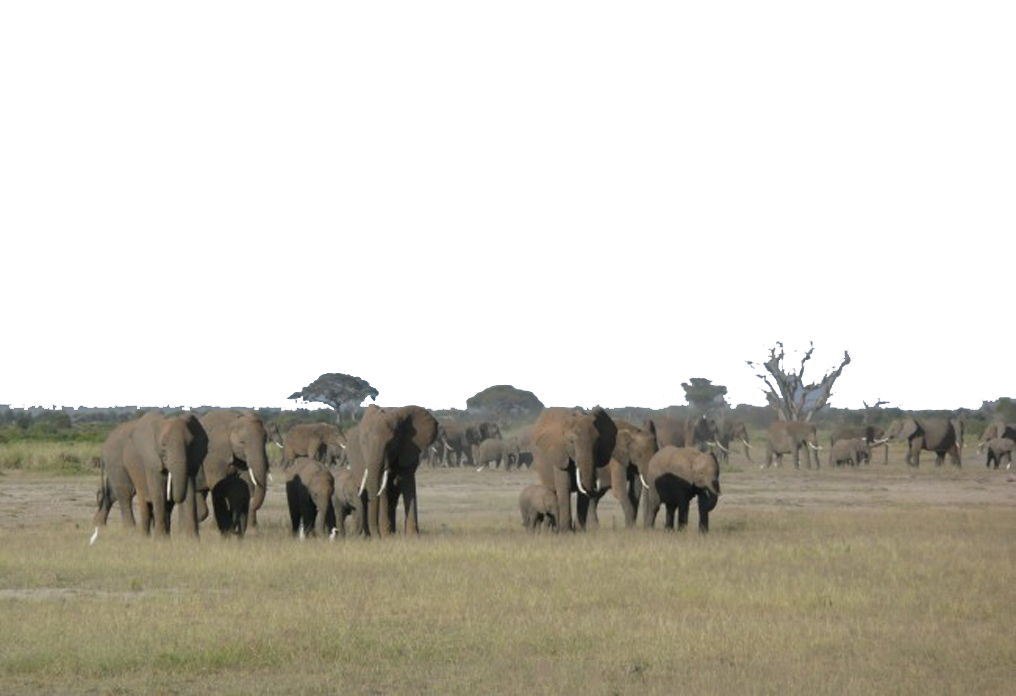 A Herd of Elephants PNG Image