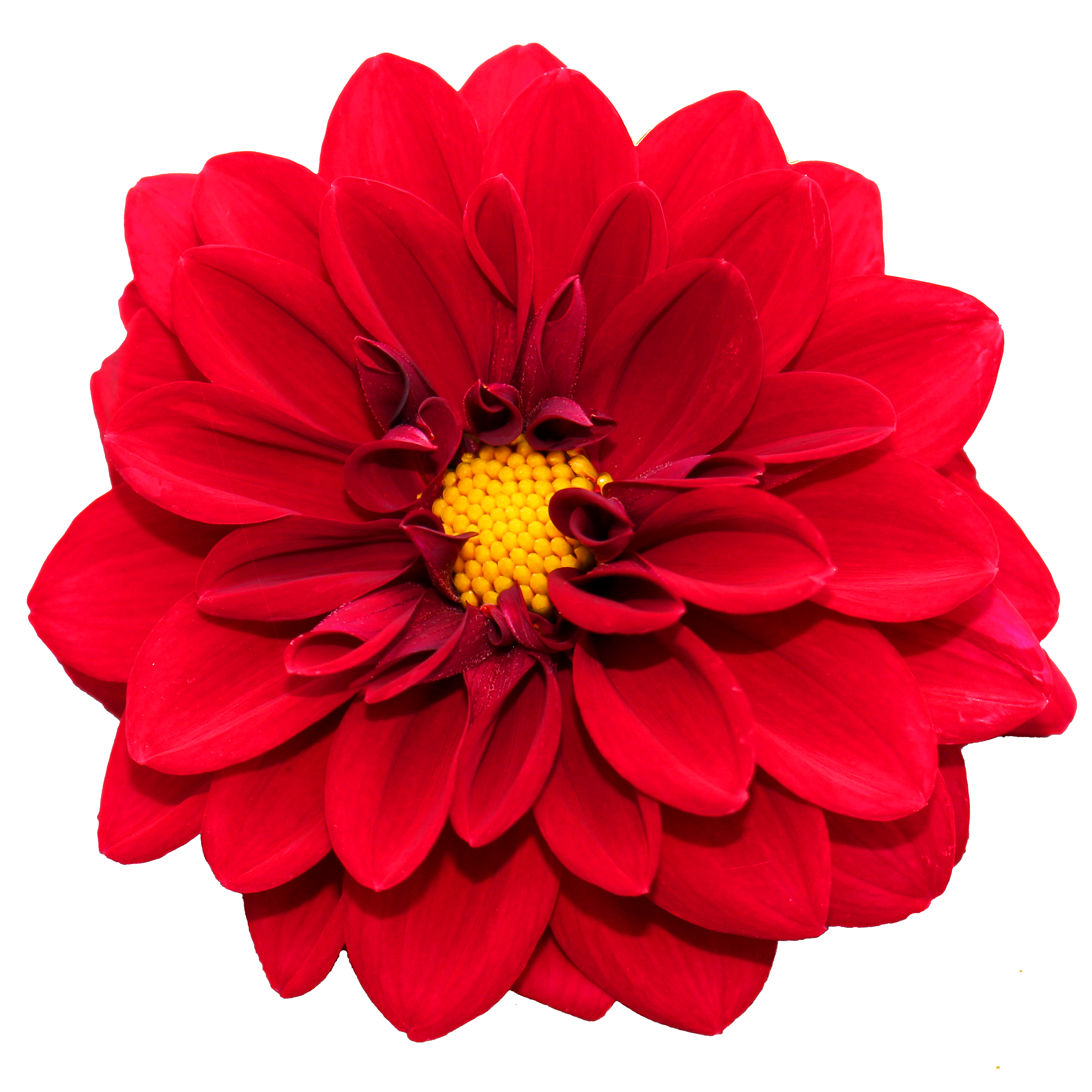 Download Flower PNG Image for Free