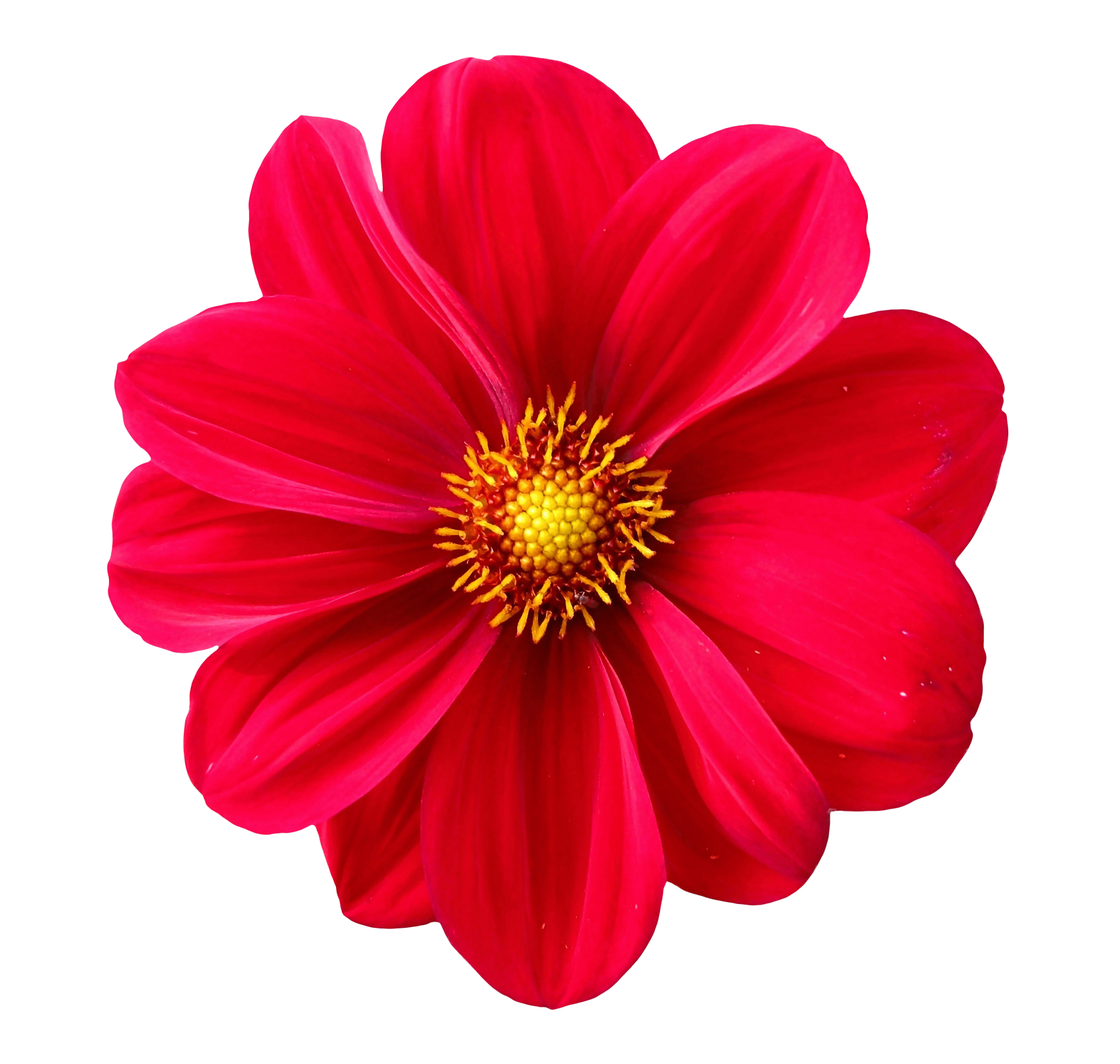 Flower PNG Image - PurePNG | Free transparent CC0 PNG Image Library