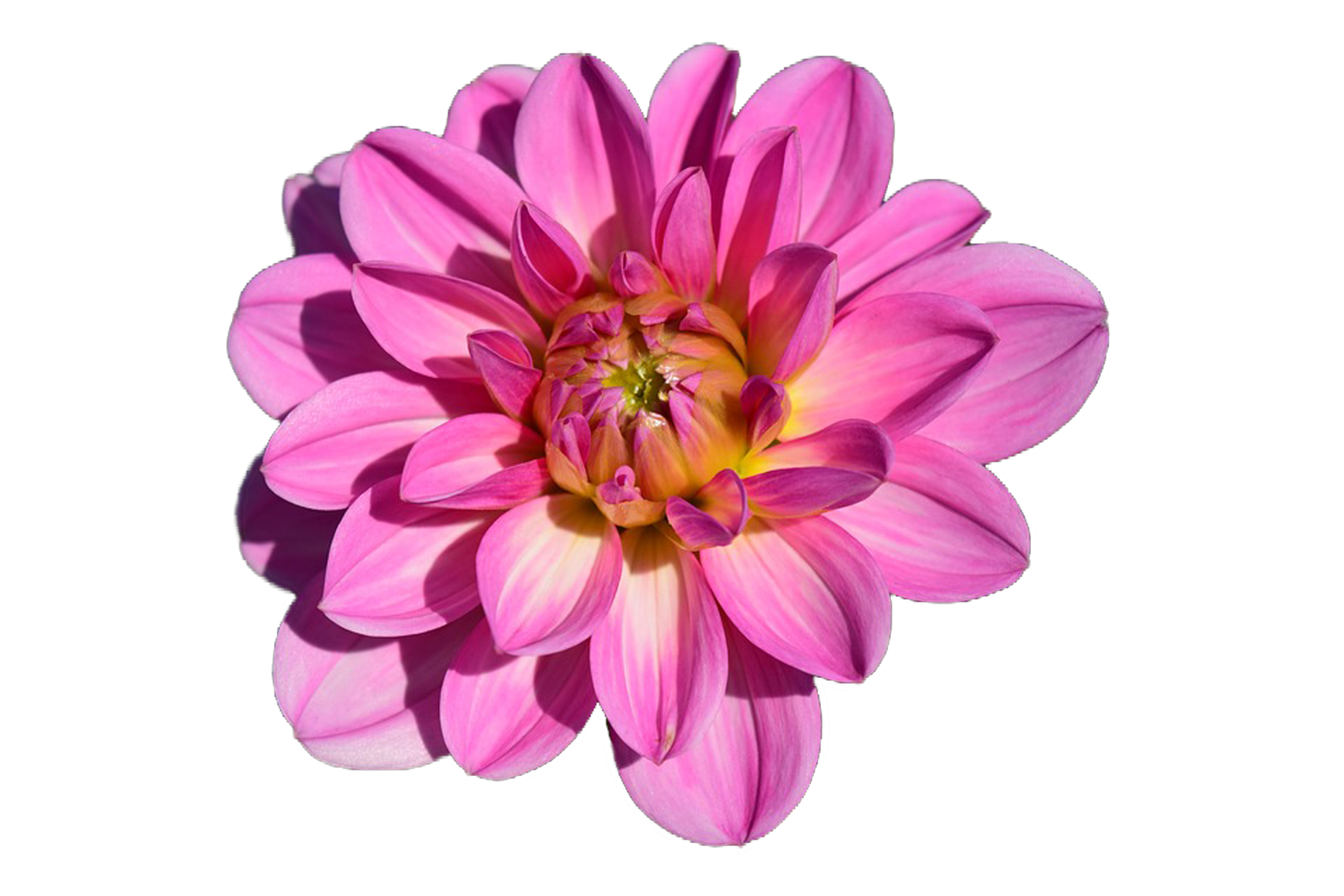 Flower PNG Image