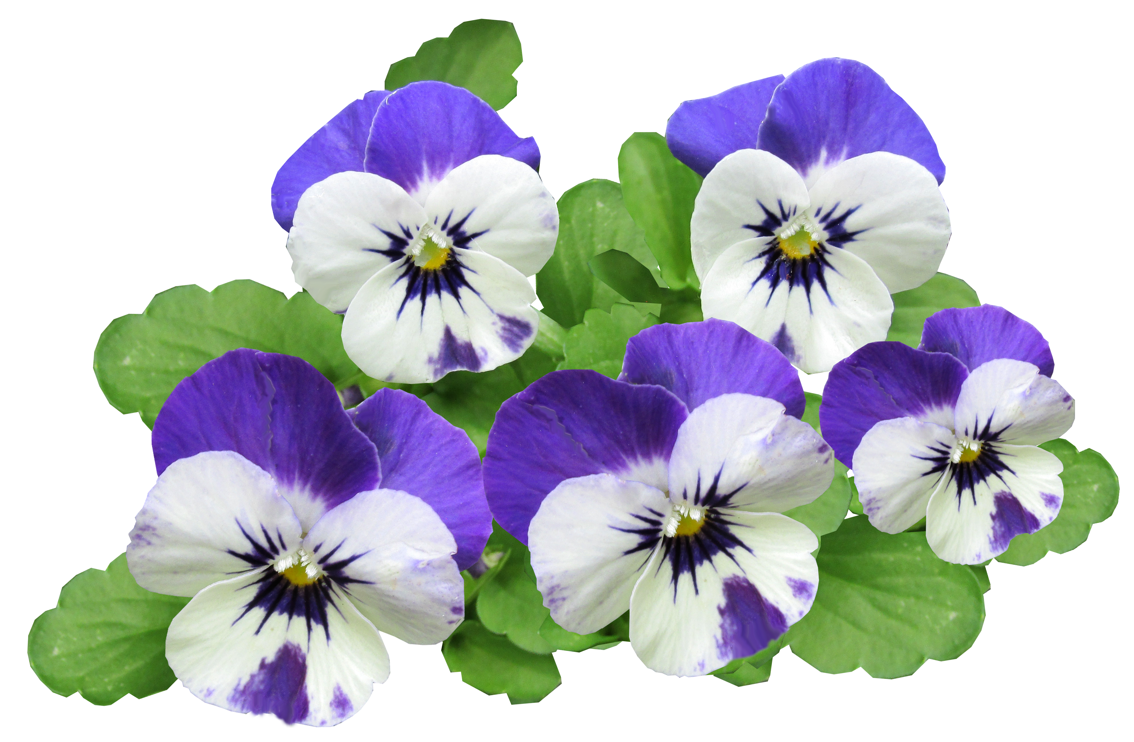 Download Flowers PNG Image for Free