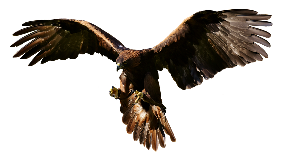 Flying eagle PNG Image