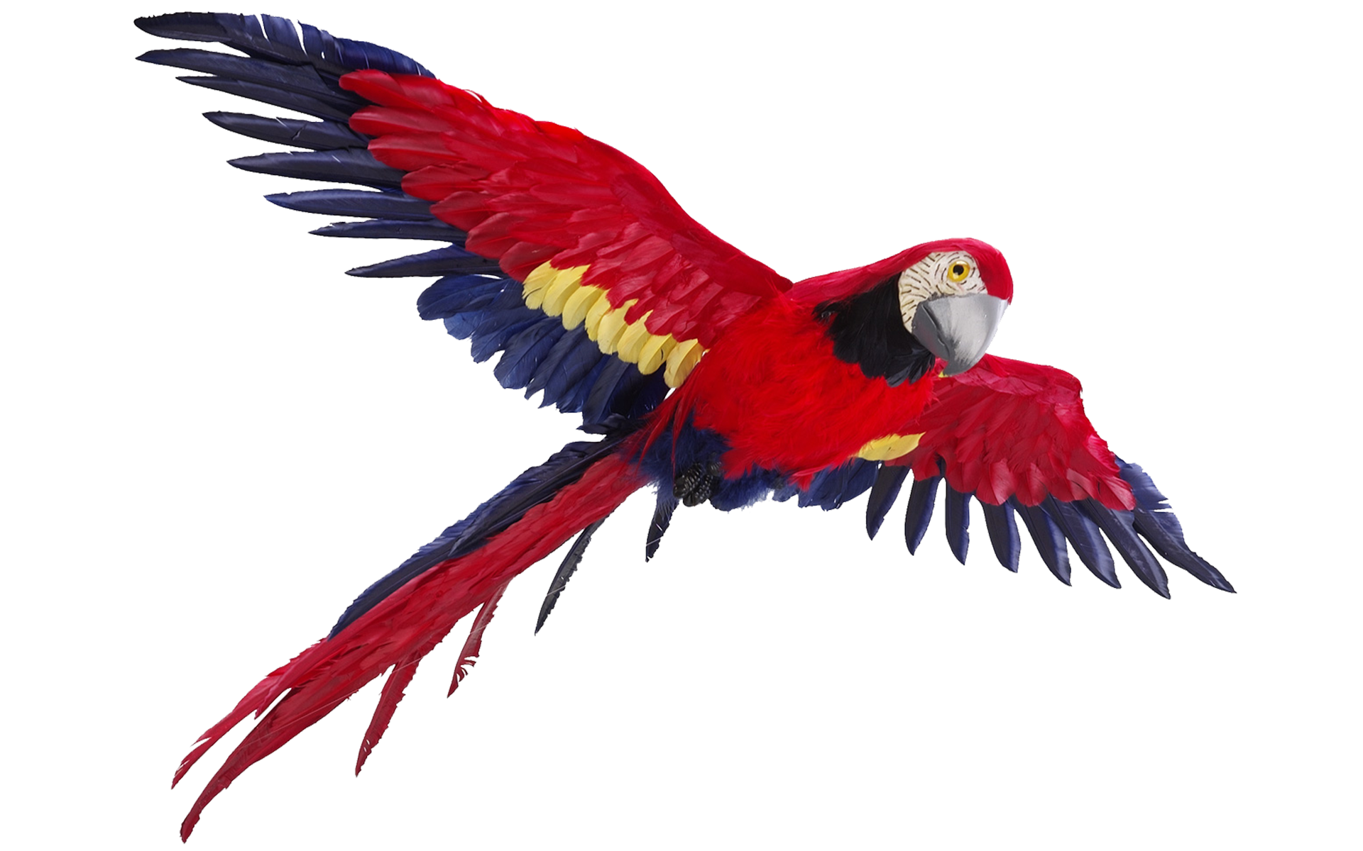 Flying Parrot PNG Image