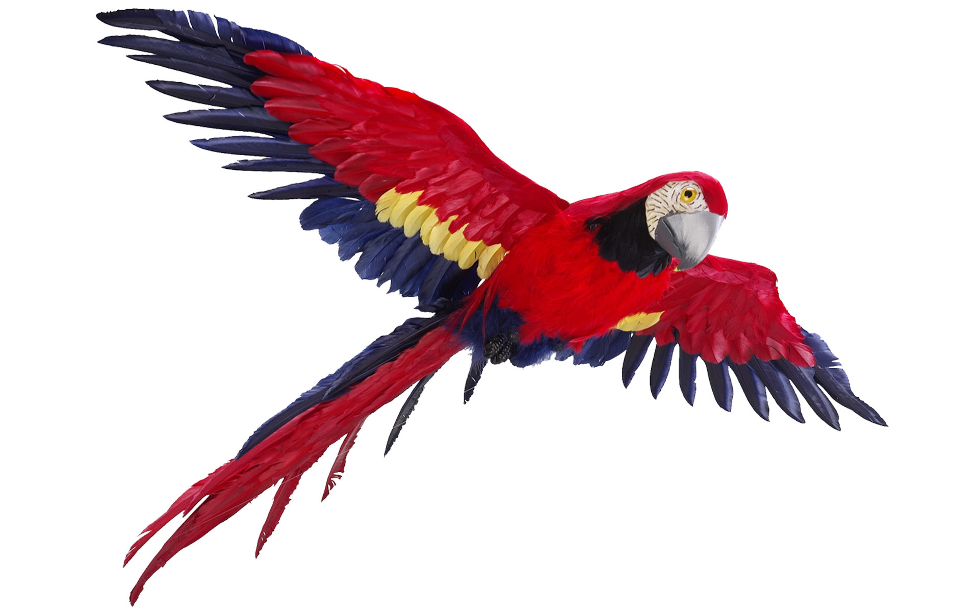 Flying Parrot