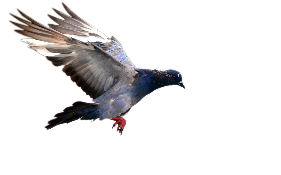 Flying pigeon