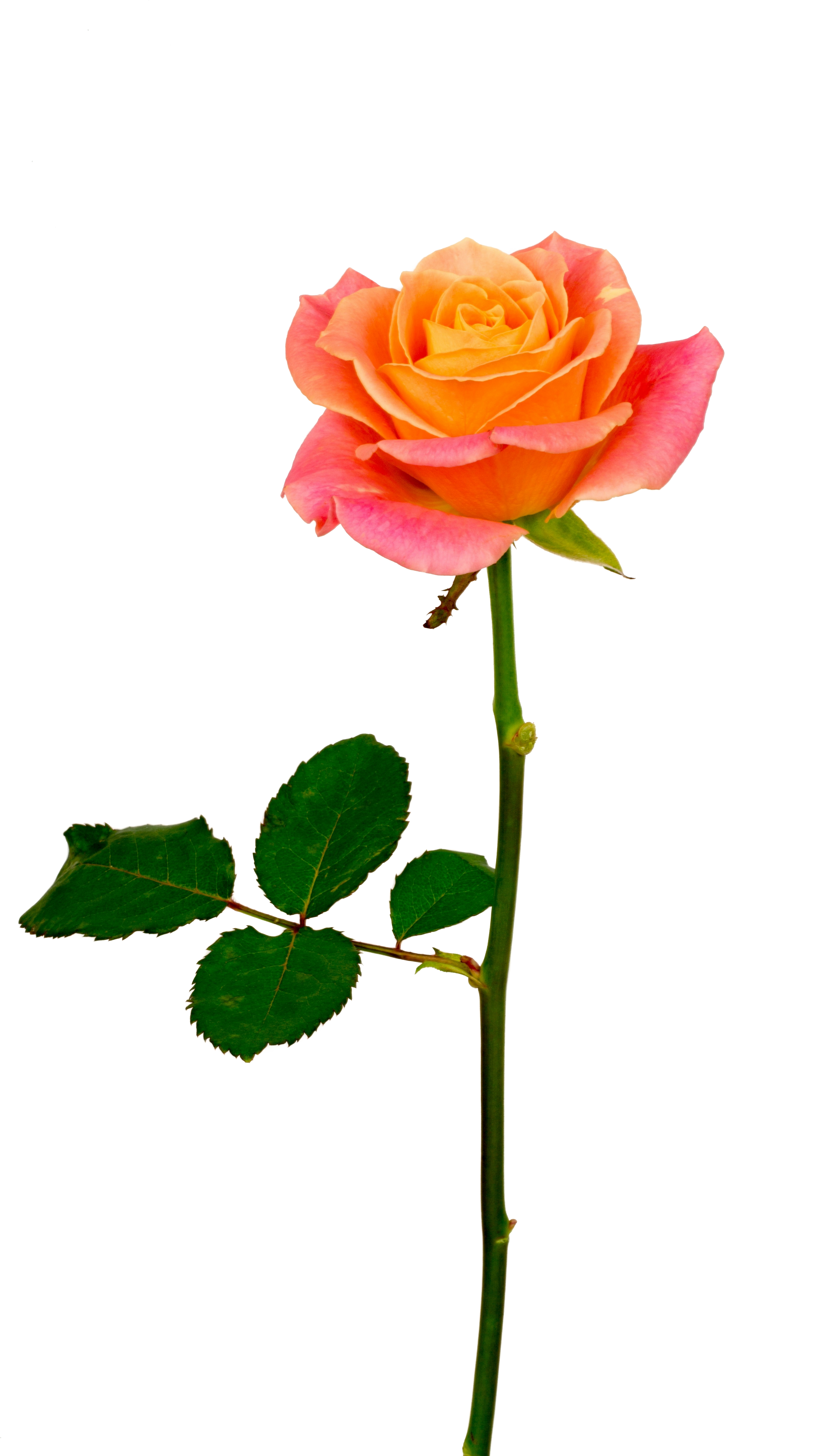 Fresh Rose PNG Image