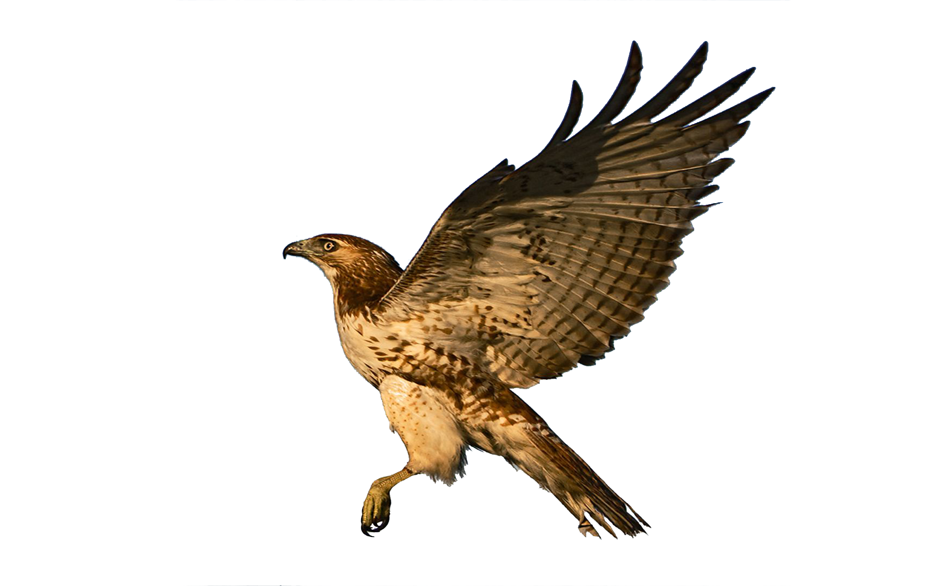 Hawk PNG Image