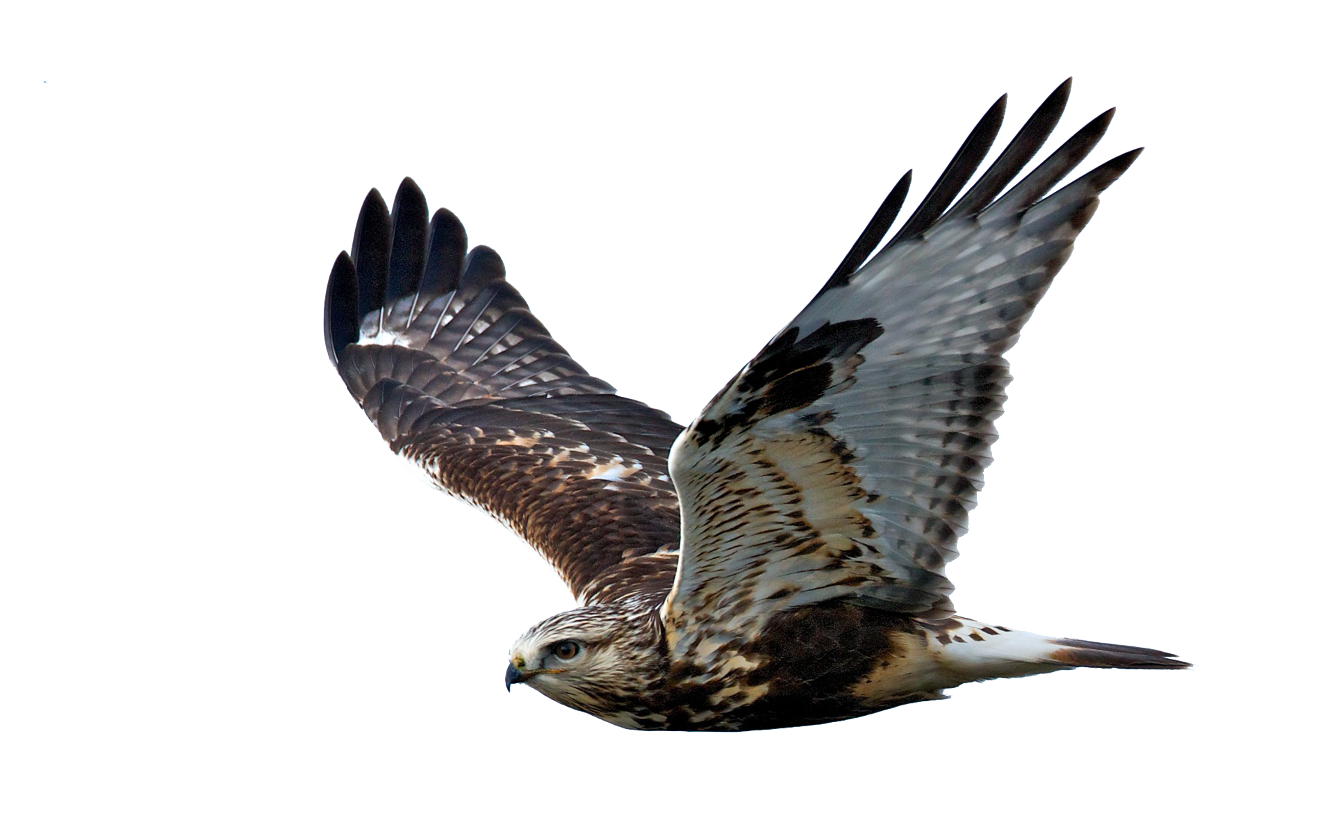 Hawk PNG Image