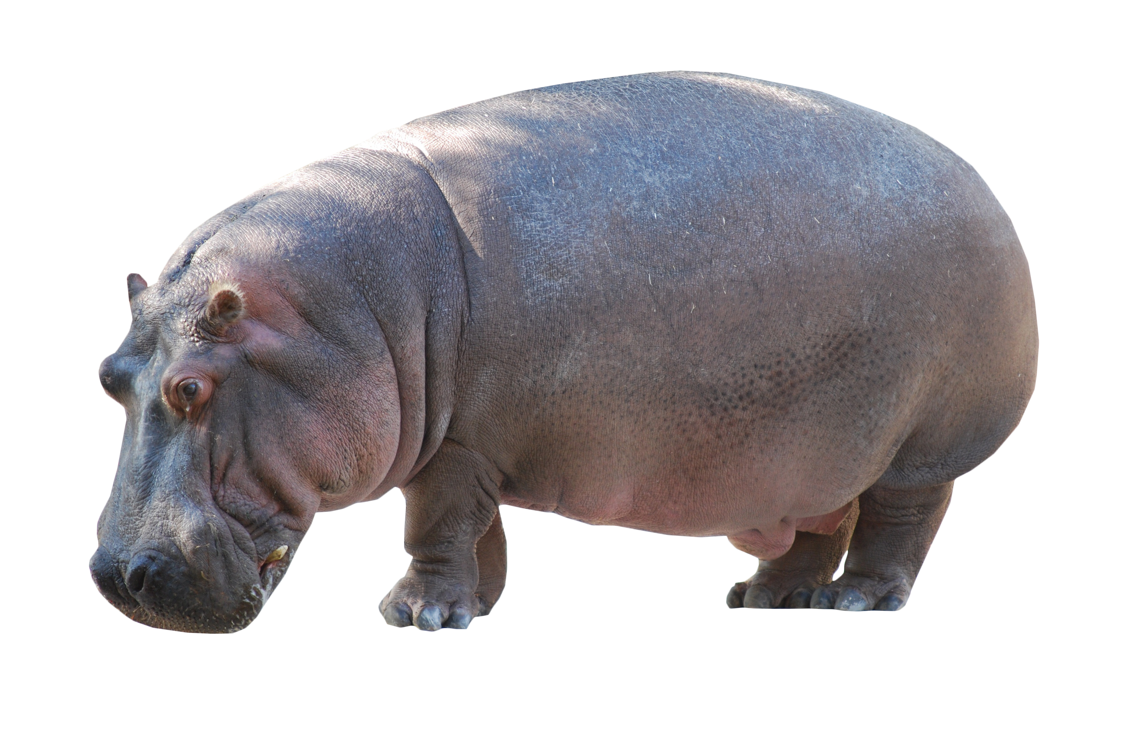 Hippo Standing