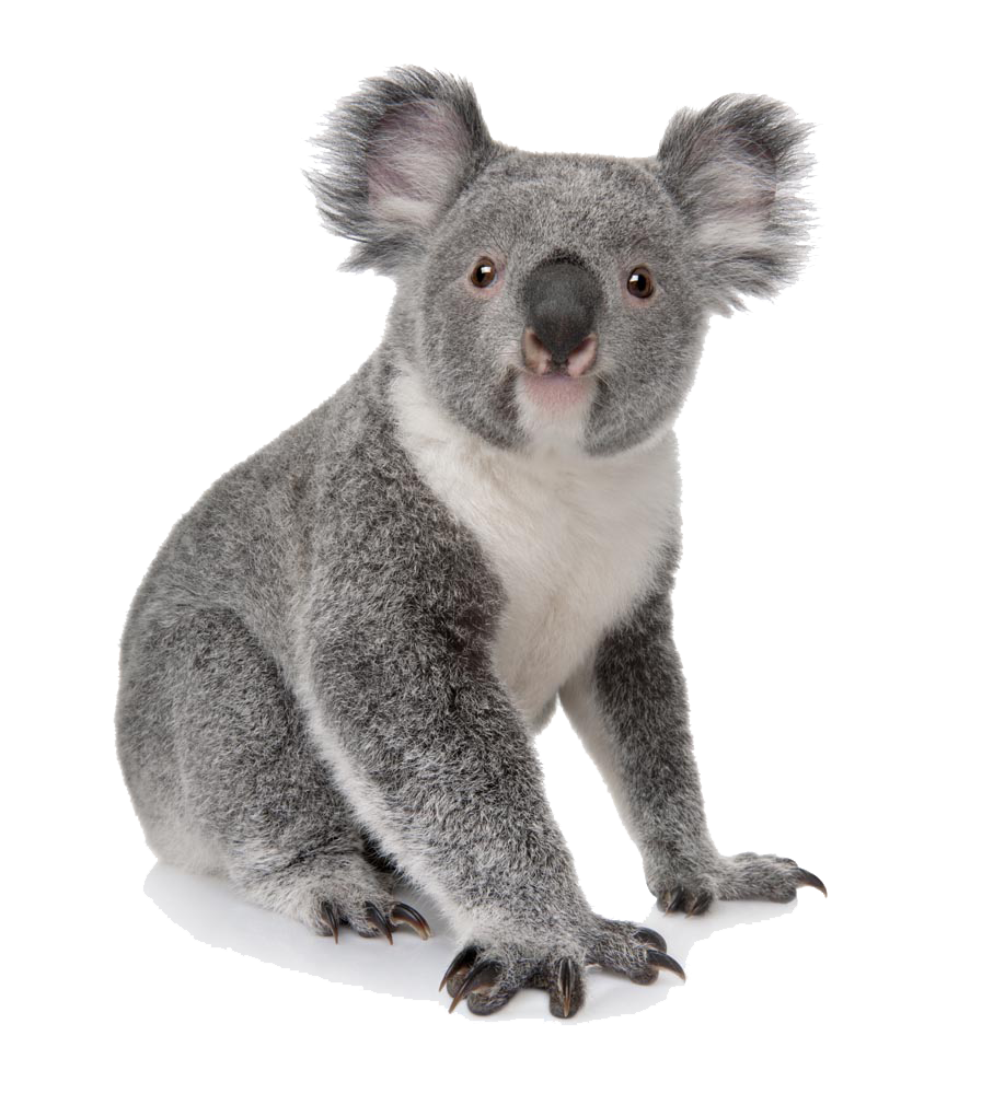 Koala Bear PNG Image