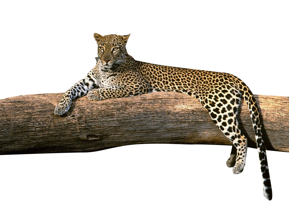 Leopard on a Tree PNG Image