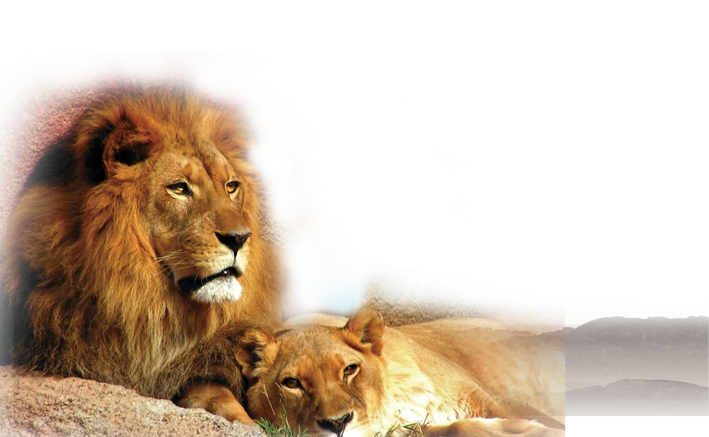 Lion and Cub PNG Image
