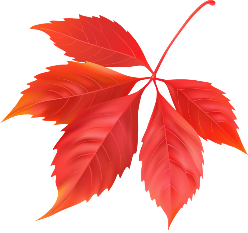 Red Maple Leaf PNG Image