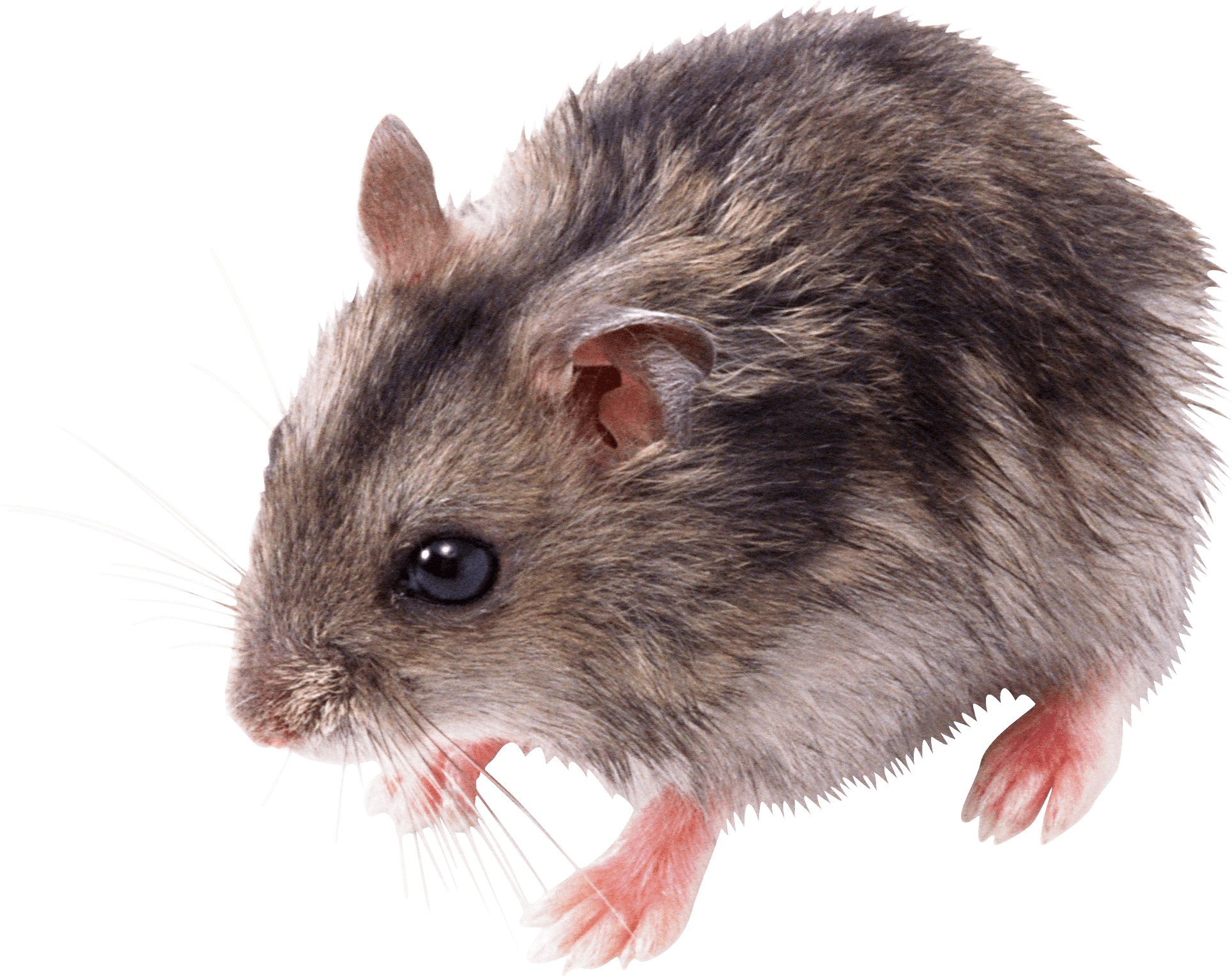 One Rat PNG Image