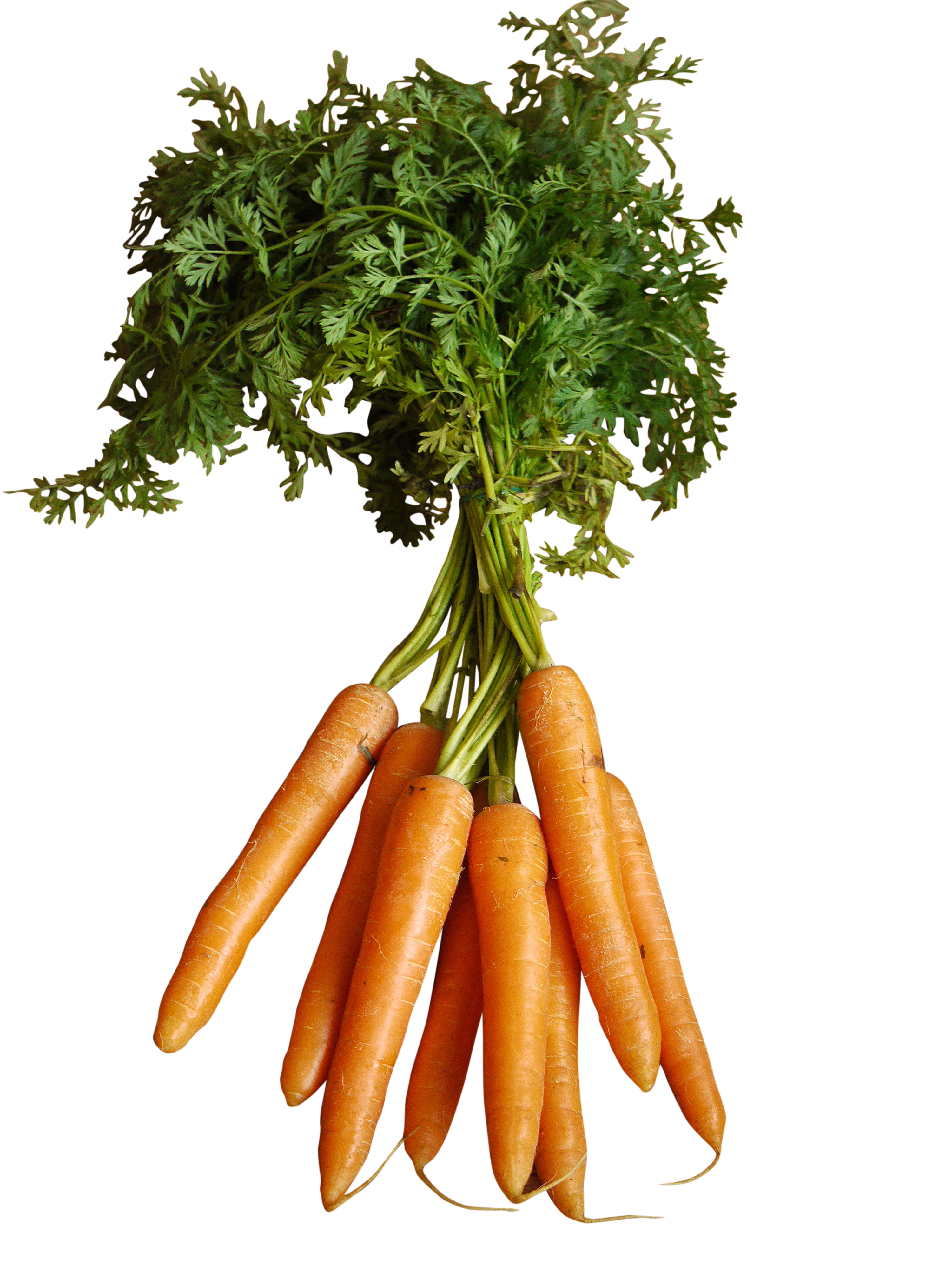Orange Carrots with Stem PNG Image