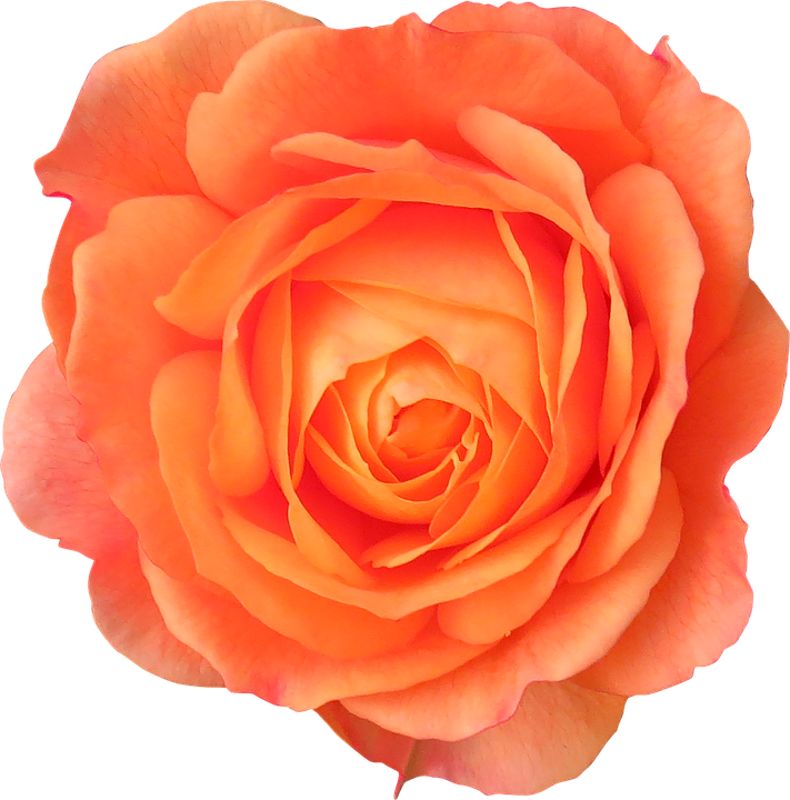Orange Rose PNG Image
