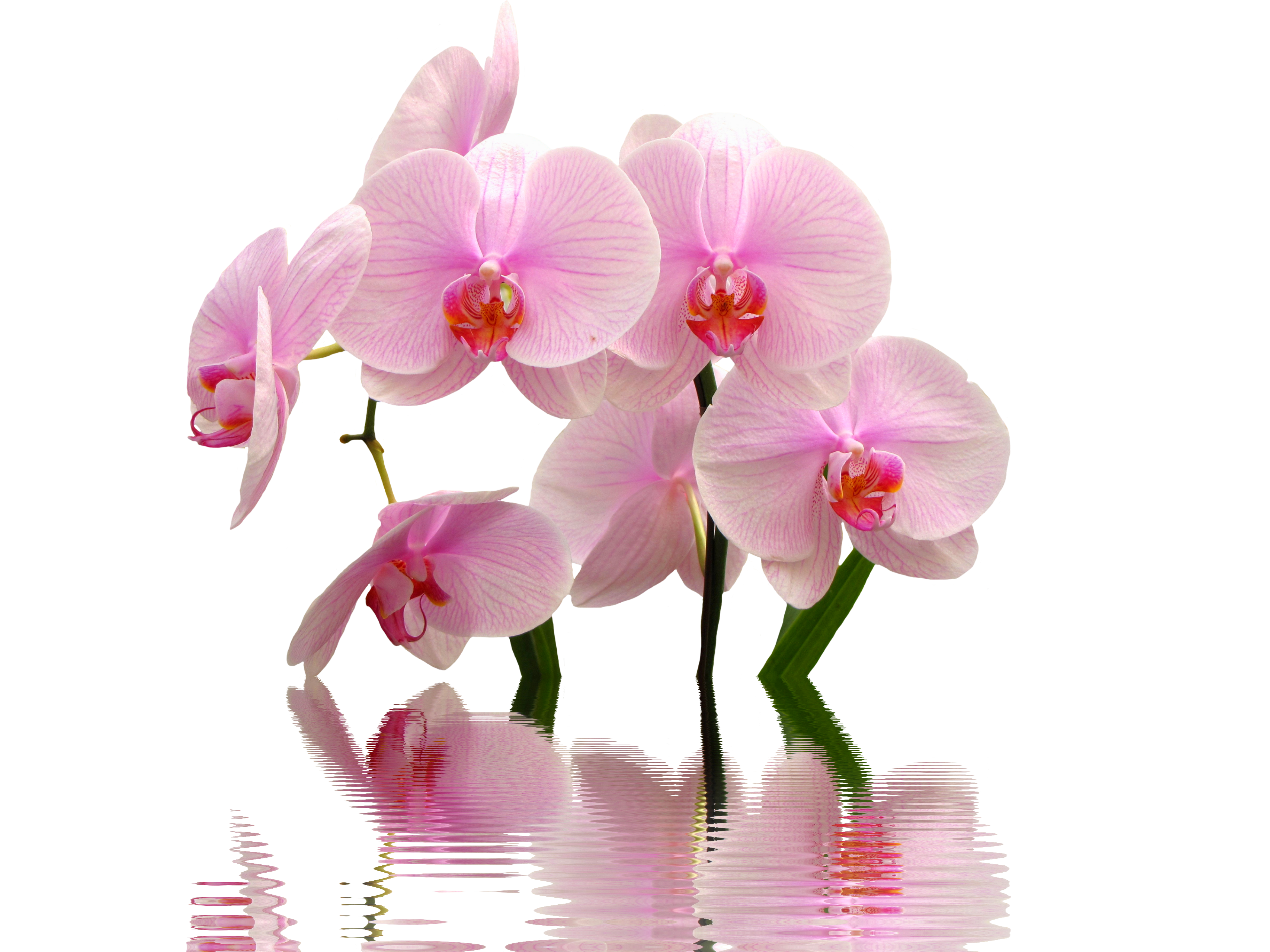 Orchid PNG Image