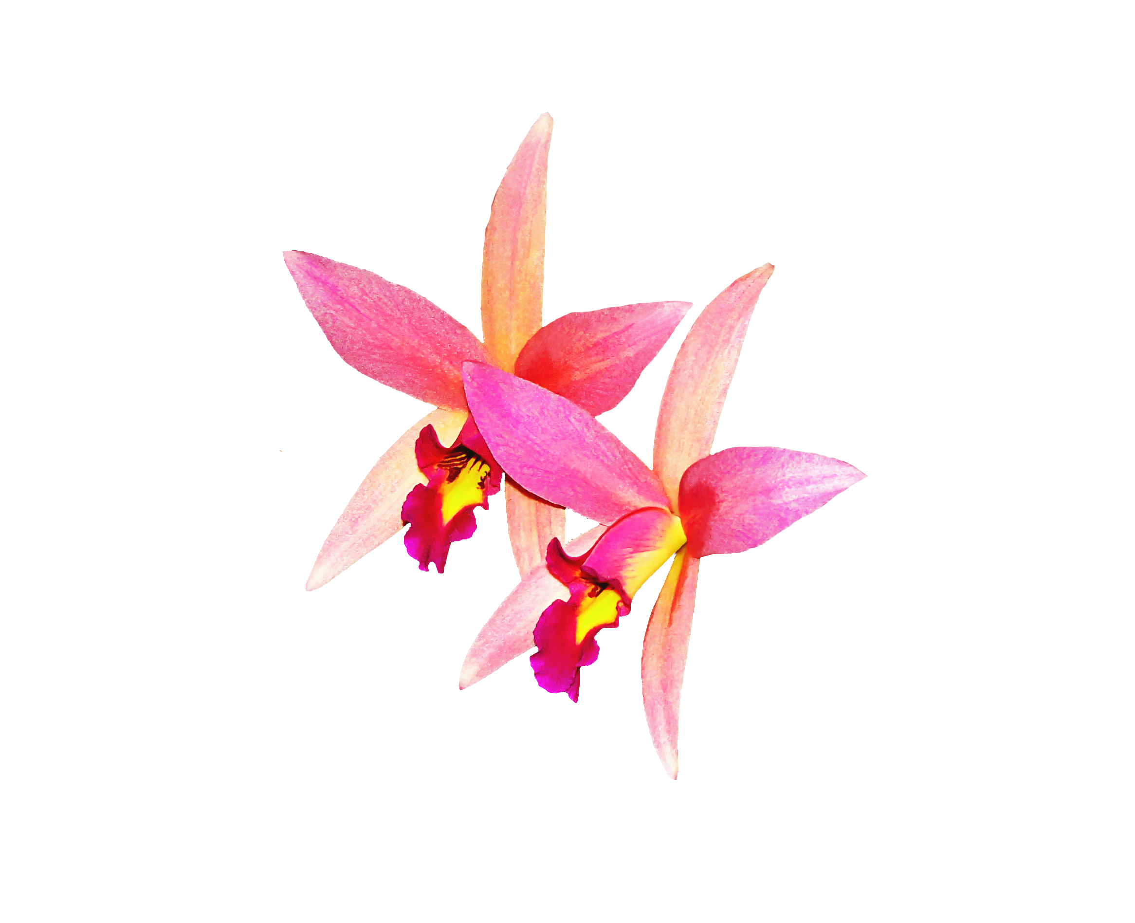 Orchid Flower PNG Image