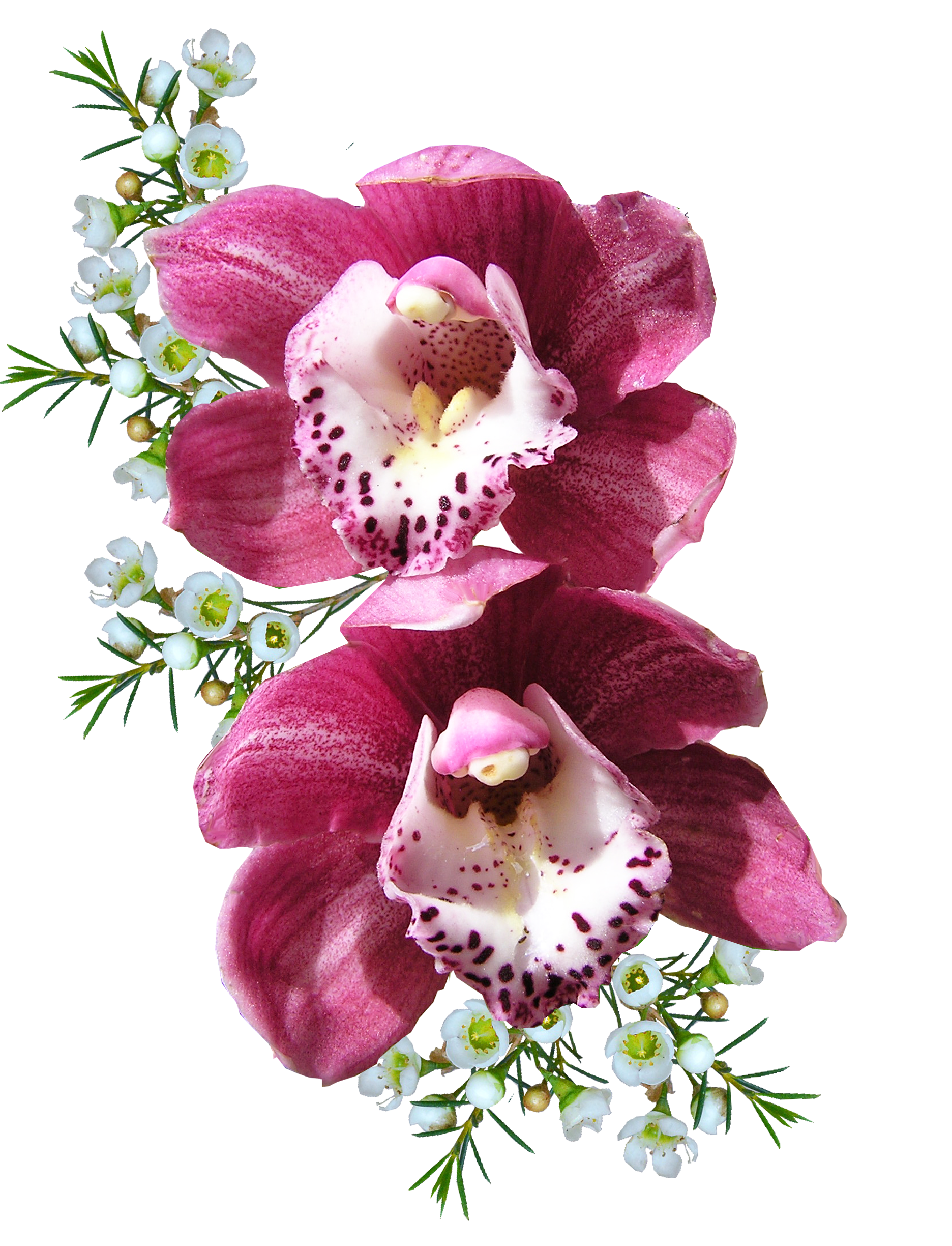 Orchid Flower PNG Image