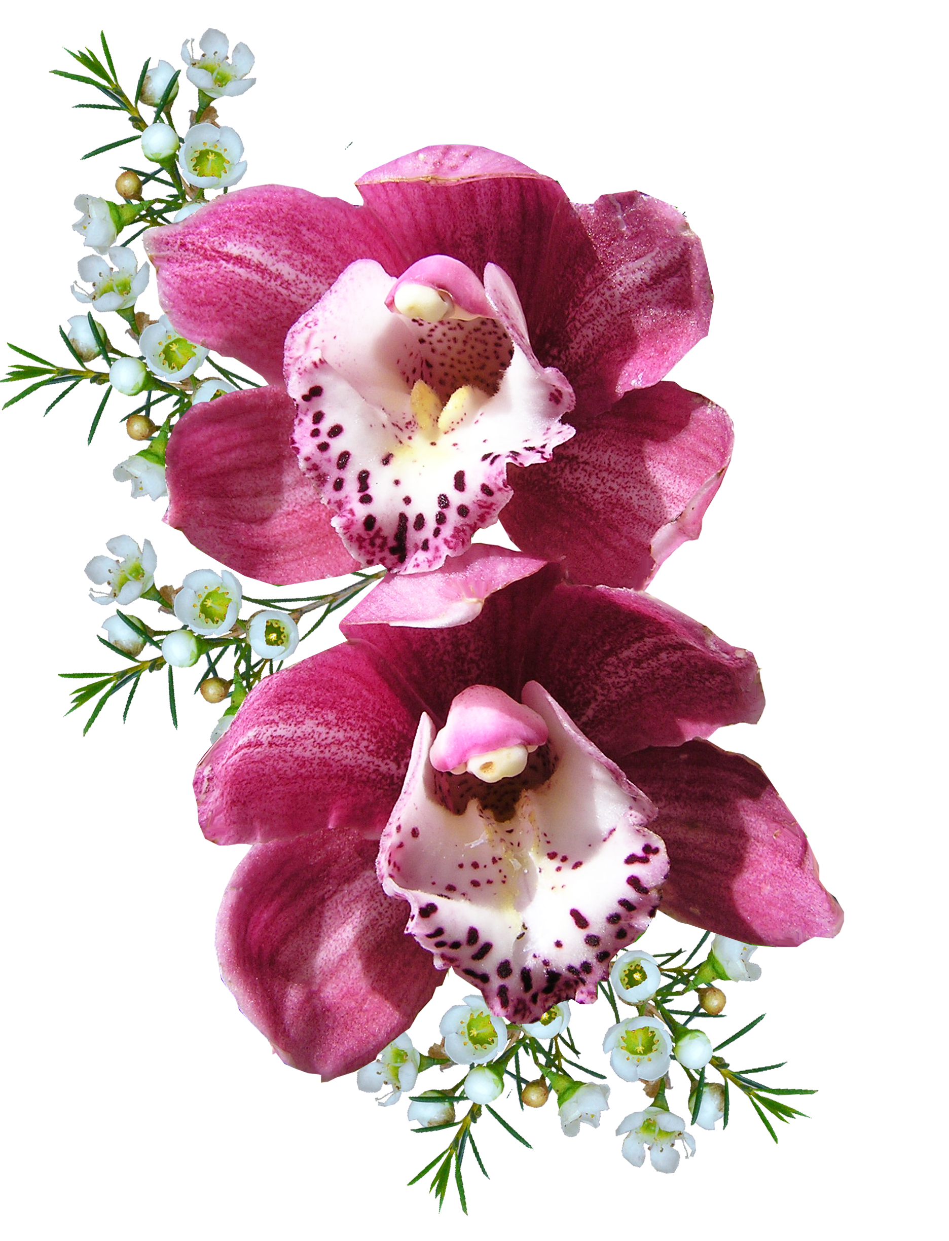 Orchid Flower Arrangement Png : Sakura Tucson