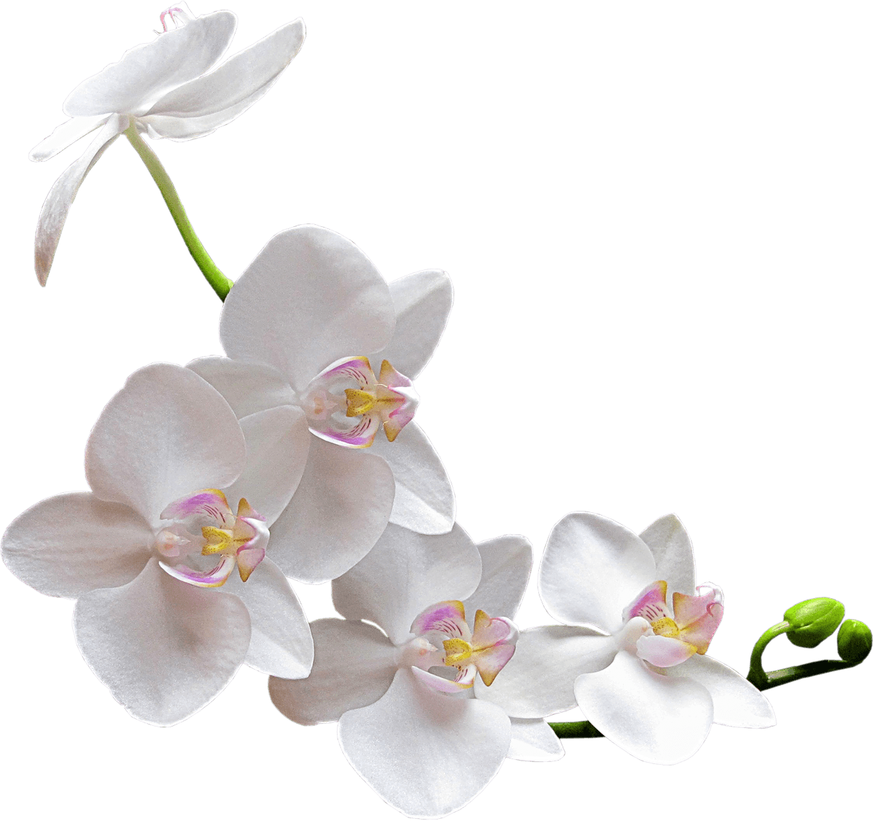 Orchid PNG Image