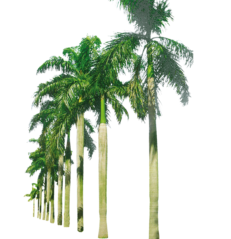 Palm Trees in a Row PNG Image