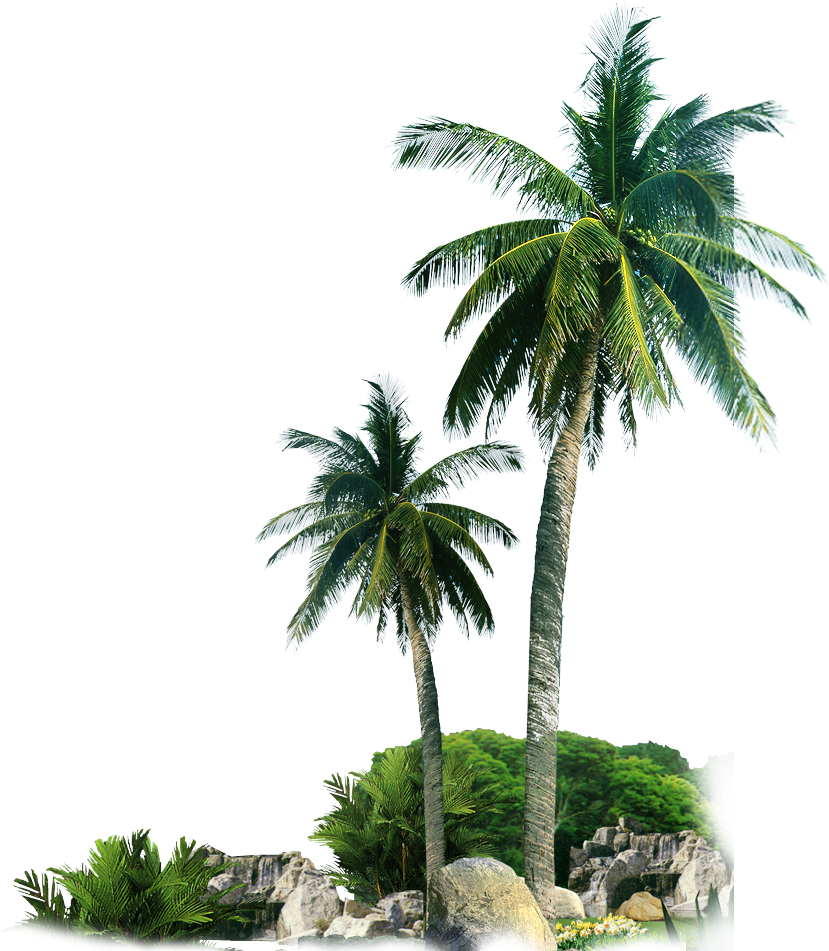 Palm Trees by Rocks PNG Image