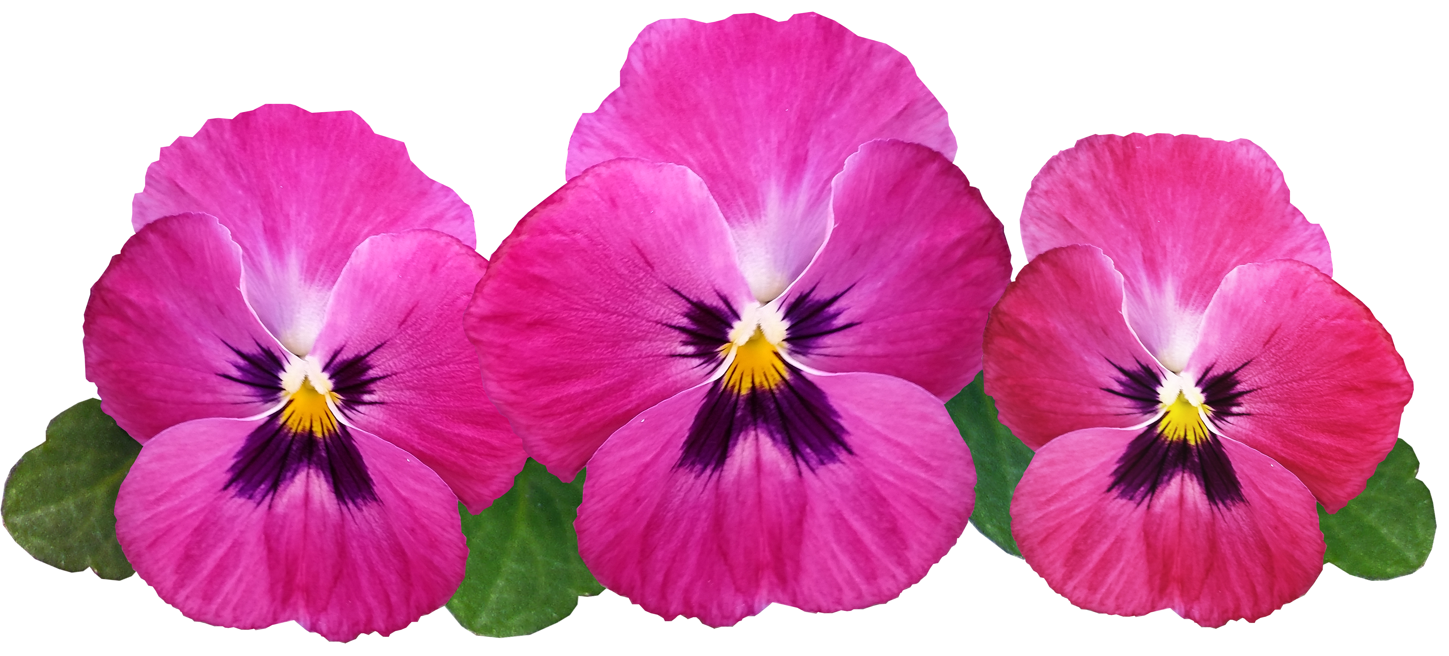 Purple Pansy Background Png Transparent Images Free D - vrogue.co