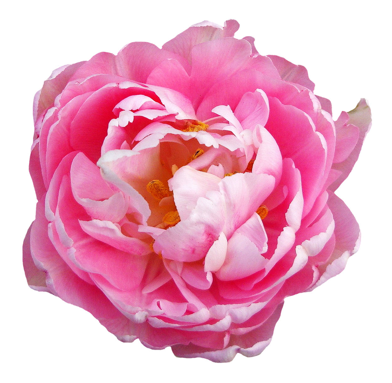 pink rose flower