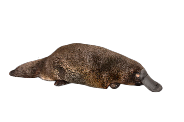 Platypus on the Ground PNG Image