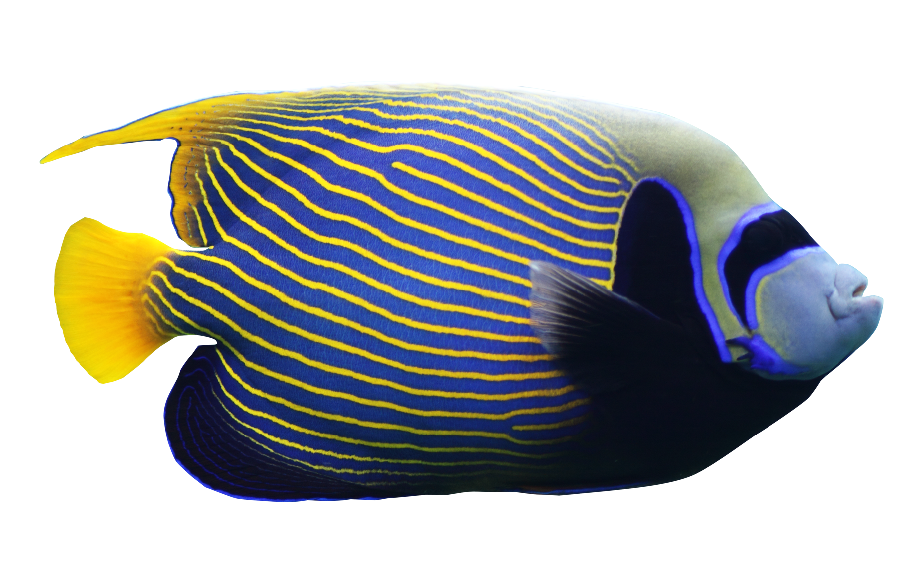 Angelfish PNG Image
