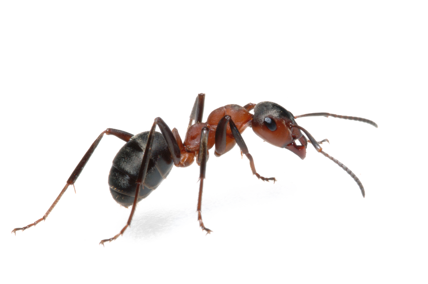 Ant PNG Image
