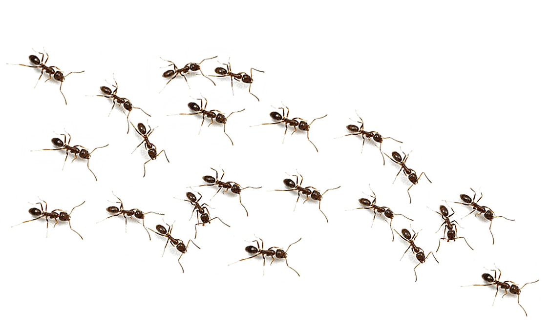 Ant PNG Image