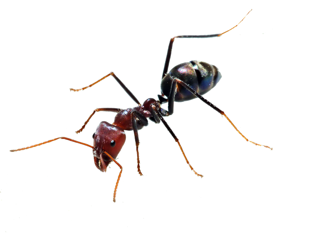 Ants PNG Image