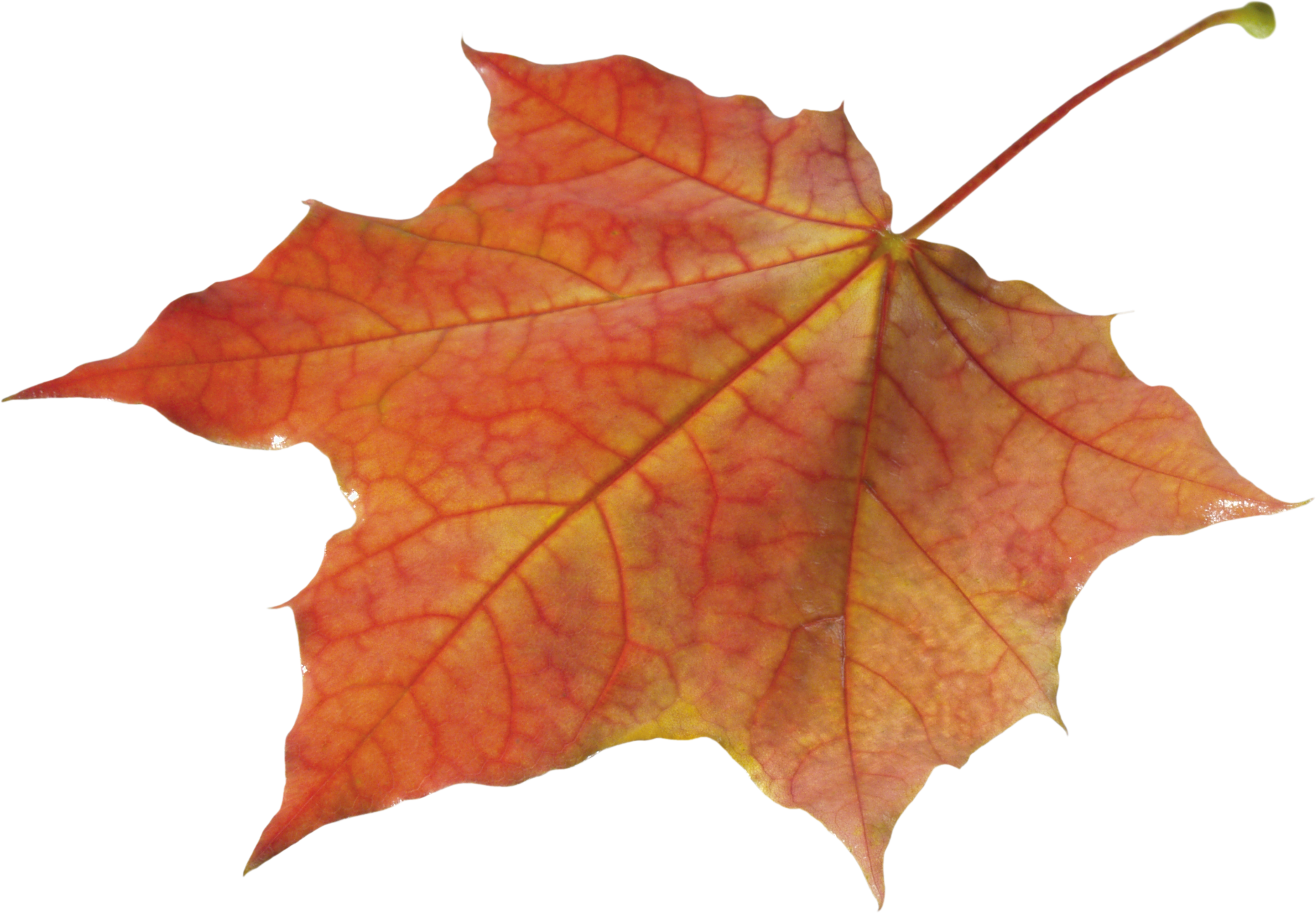 Autumn Leaf PNG Image For Free Download