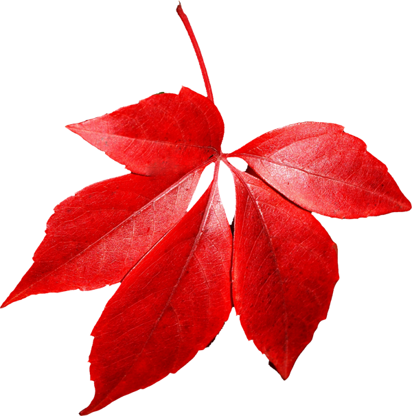 Autumn Leaf PNG Image
