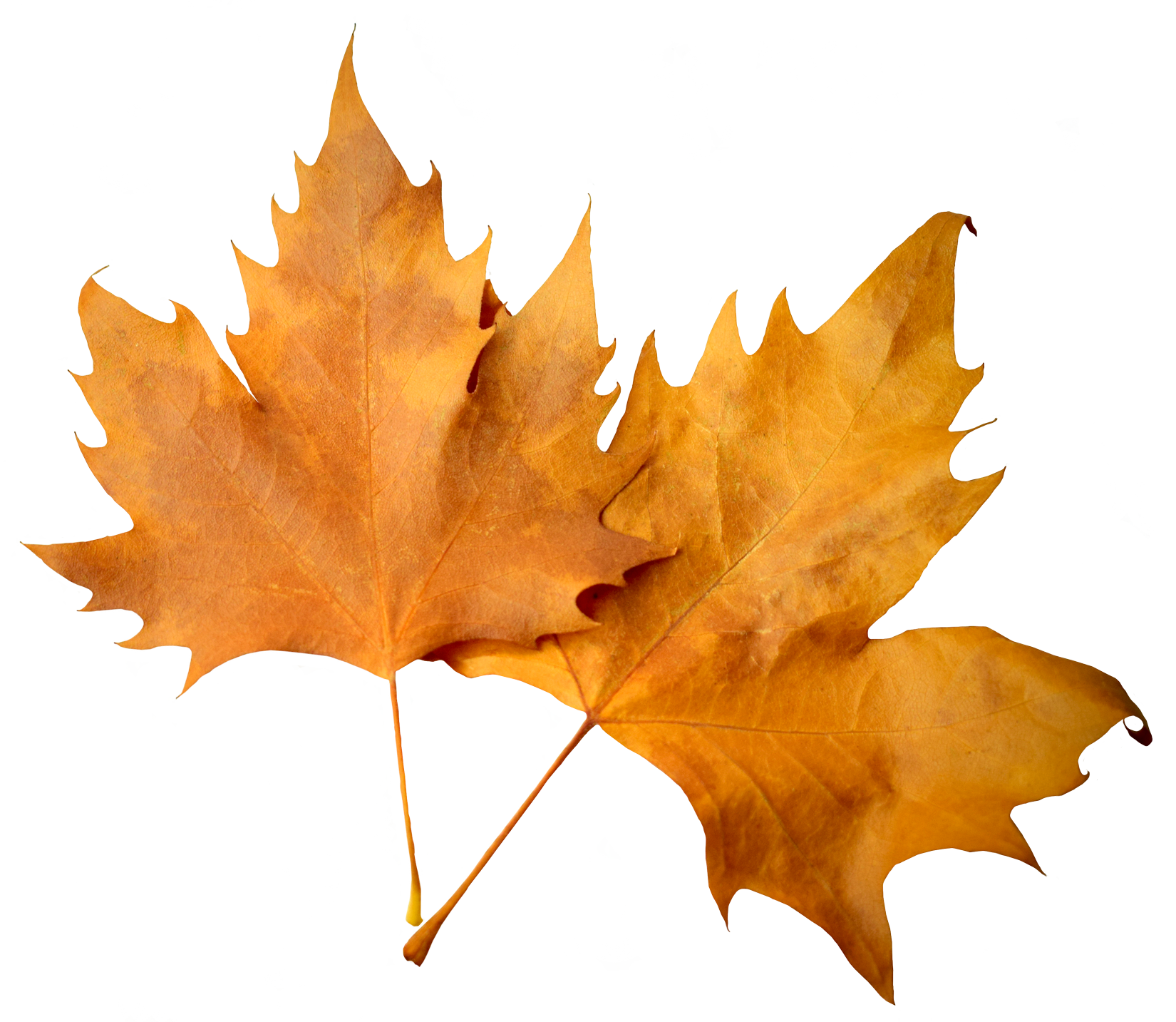 Natural Leaves PNG Transparent Images Free Download