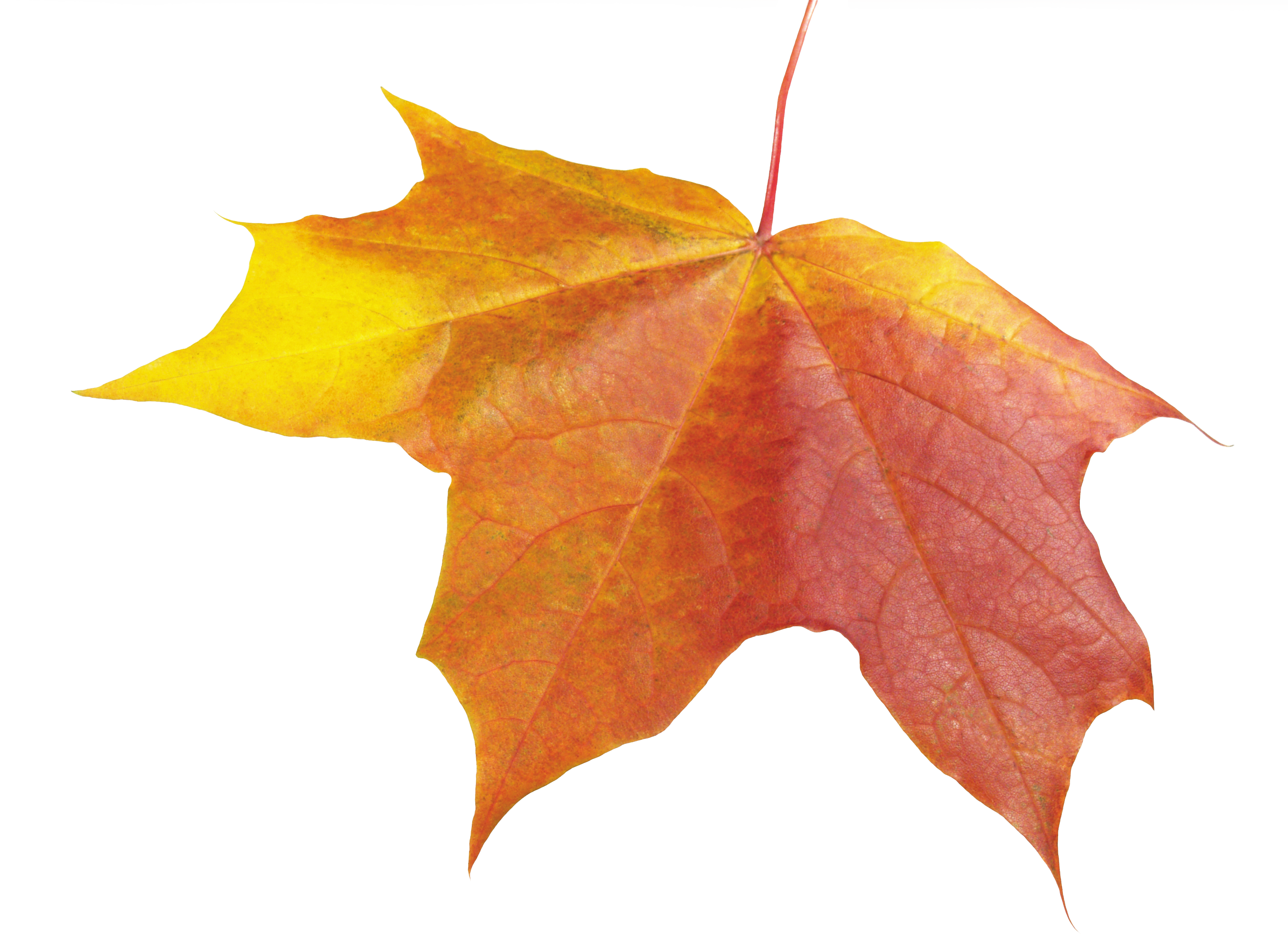Autumn Leave PNG Image